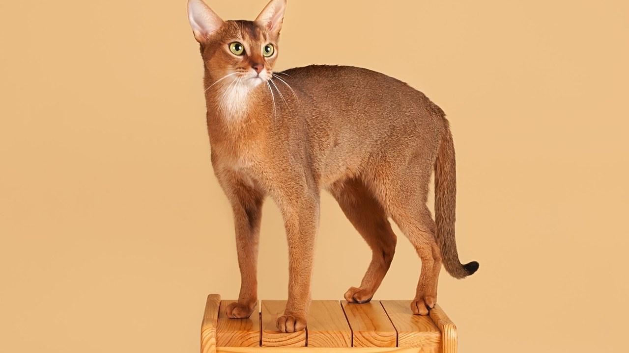 Abyssinian — Image Credit: Oleg Royko - CC BY-SA 4.0/Wiki Commons