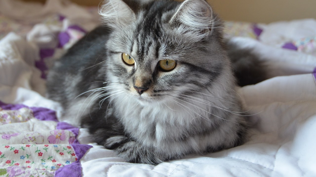 Siberian cat — Image Credit: TimRudyGit - CC BY-SA 4.0/Wiki Commons