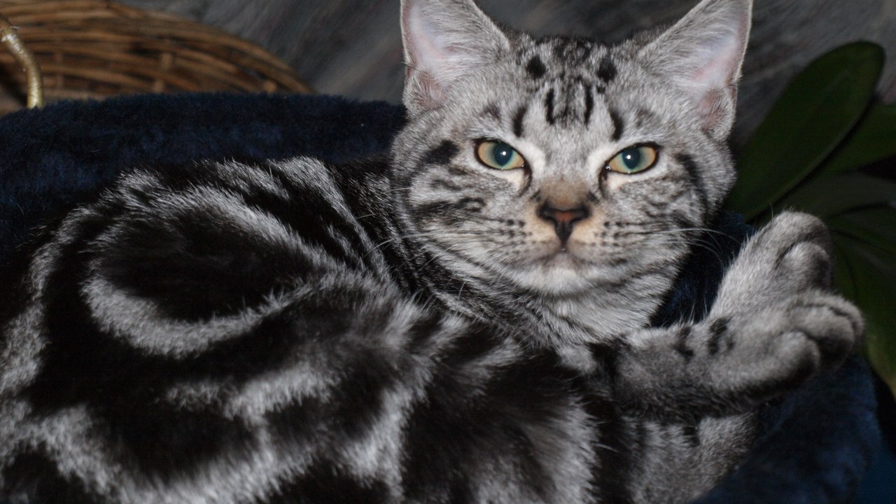American Shorthair — Image Credit: Tomo - CC BY 2.0/Wiki Commons