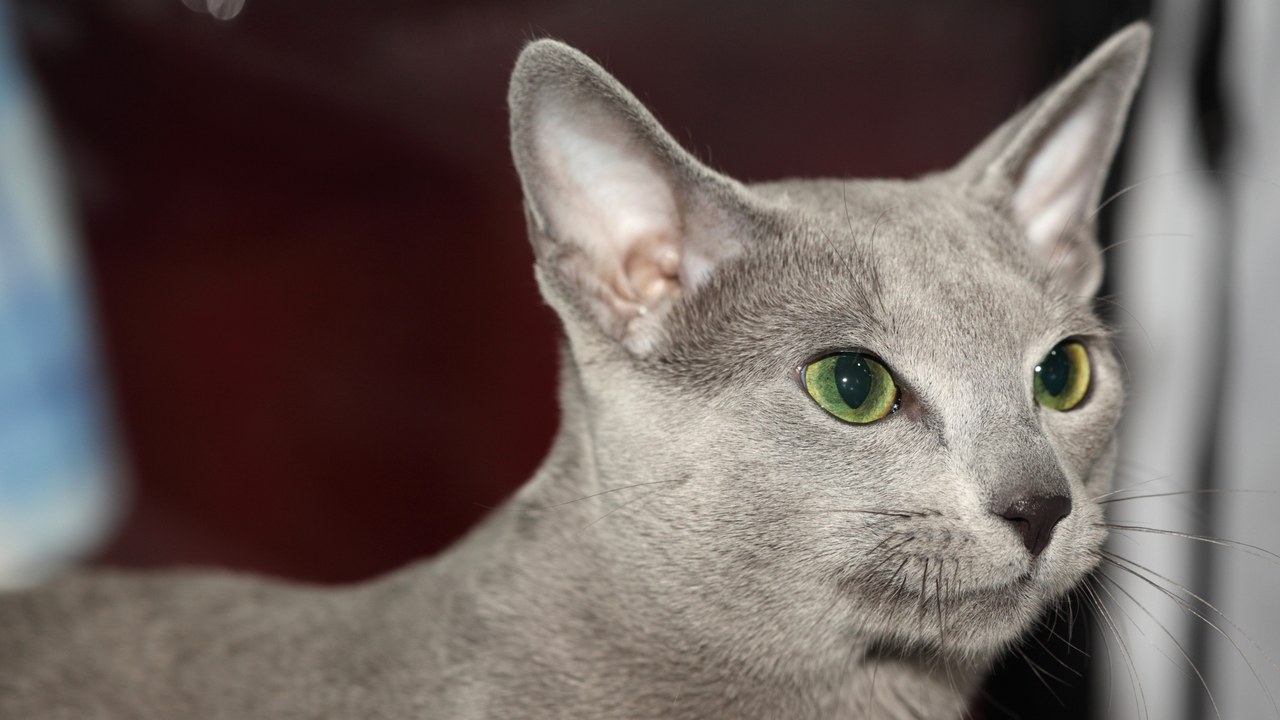 Russian Blue — Image Credit: Nickolas Titkov from Moscow, Russian Federation - CC BY-SA 2.0/Wiki Commons