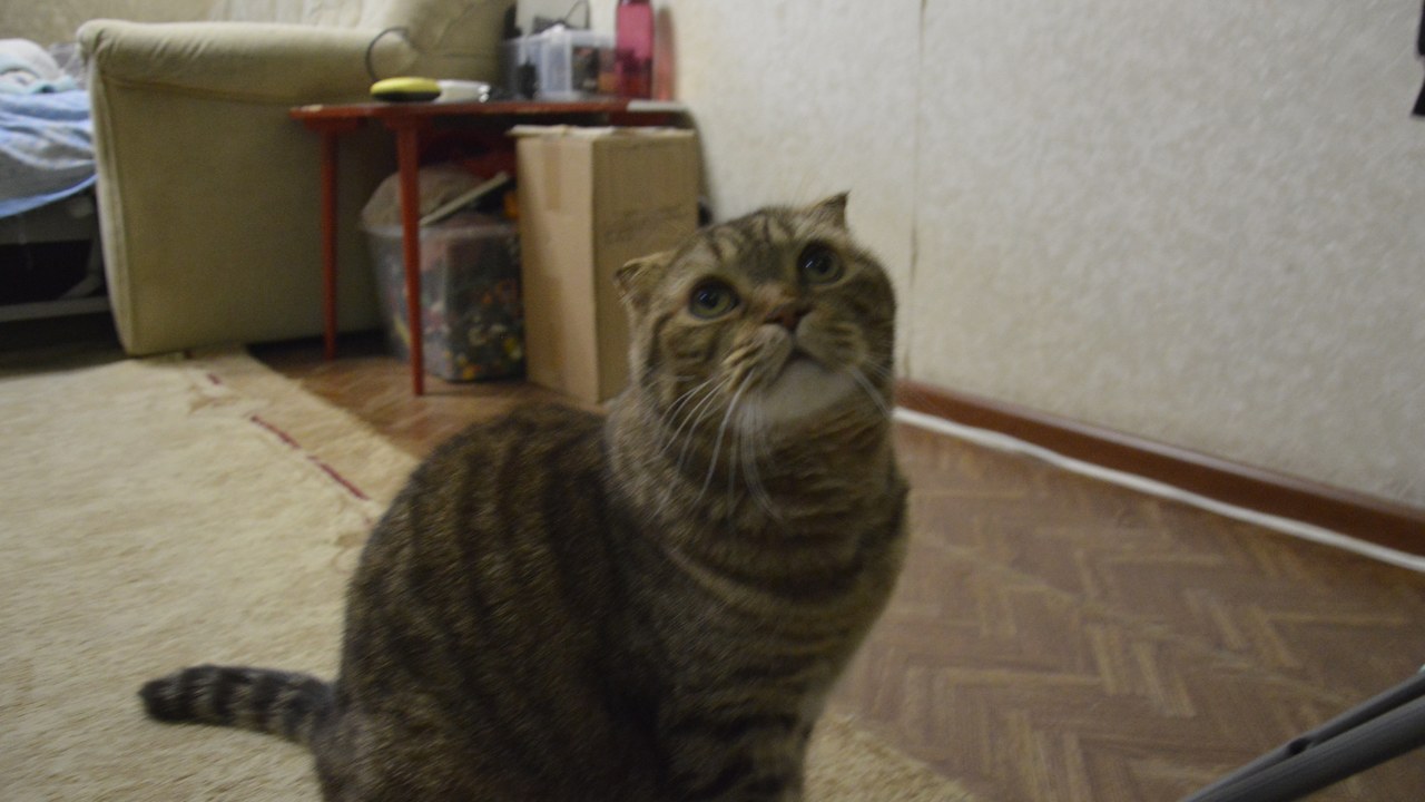 Scottish Fold — Image Credit: Scottish fold cat - CC BY-SA 4.0/Wiki Commons