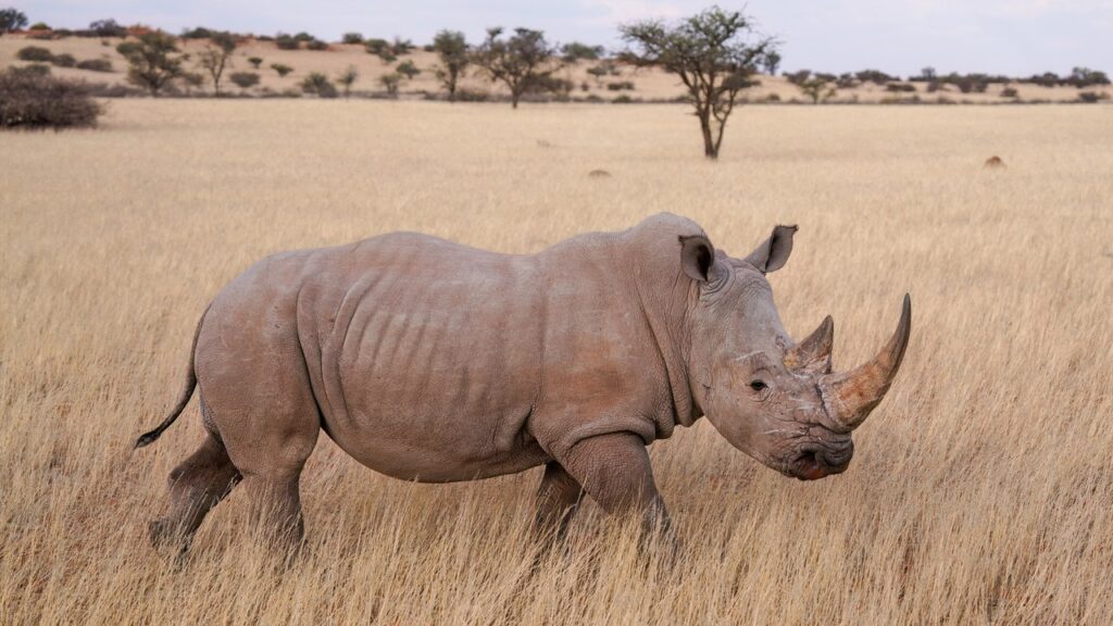 11 heaviest land animals, by weight – Morning Overview