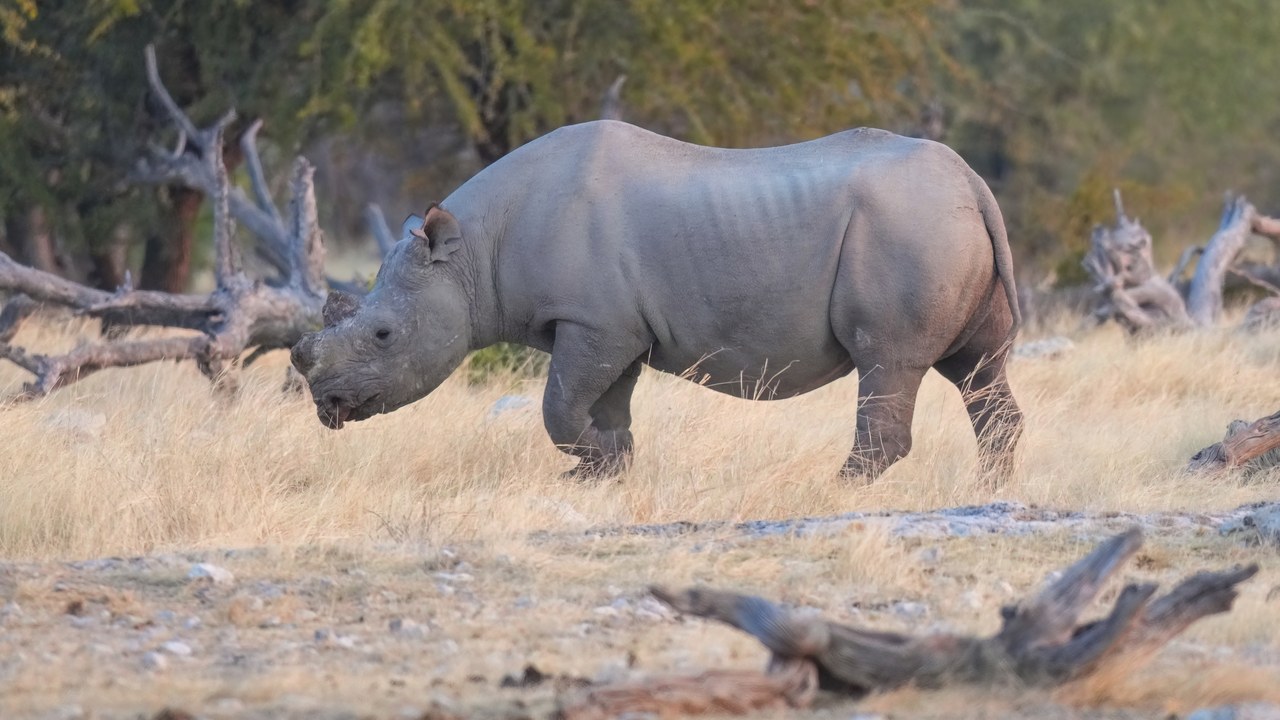 Black rhinoceros — Image Credit: Giles Laurent - CC BY-SA 4.0/Wiki Commons