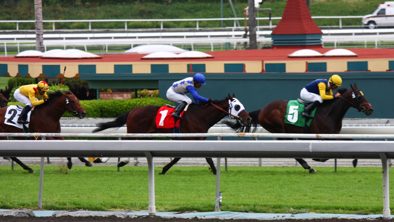Thoroughbred — Image Credit: Rennett Stowe from USA - CC BY 2.0/Wiki Commons