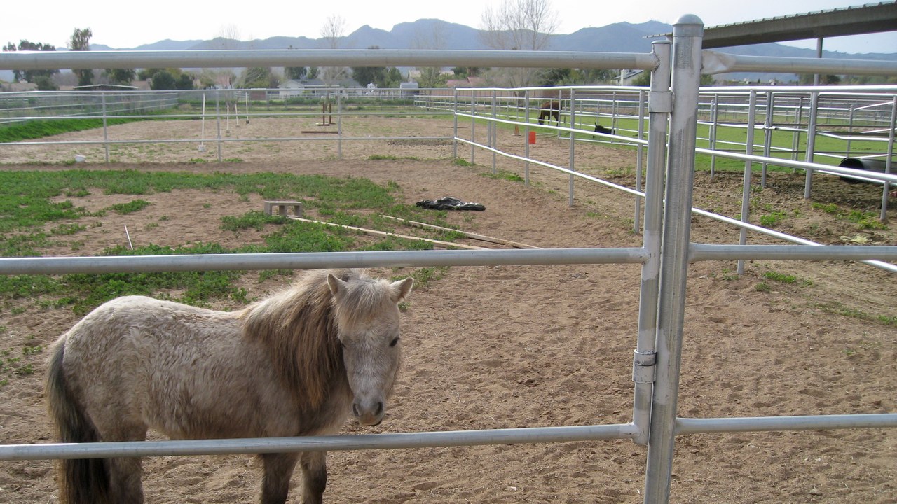 American Miniature Horse — Image Credit: Nicholas Hartmann - CC BY-SA 4.0/Wiki Commons