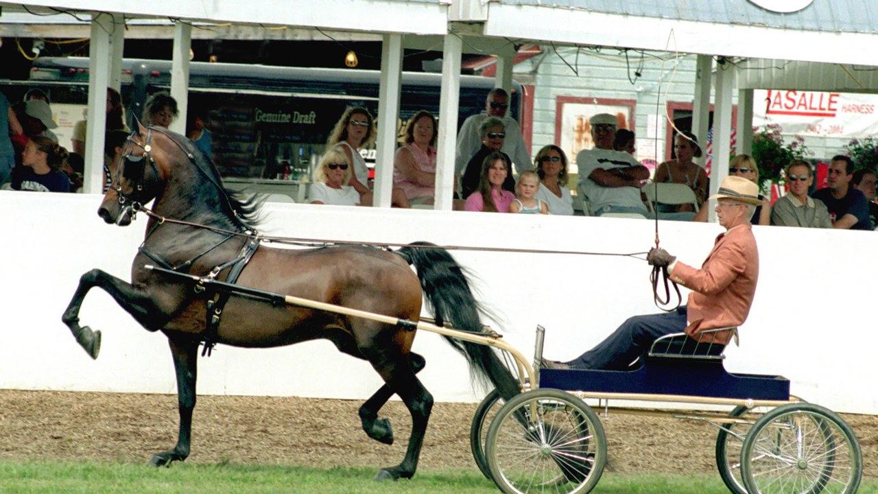 Morgan horse — Image Credit: Selena N - CC BY 2.0/Wiki Commons