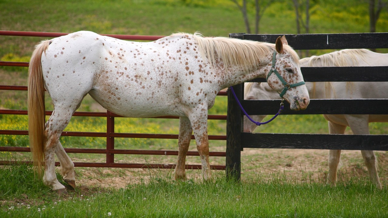 Appaloosa — Image Credit: Jean from Shelbyville, KY - CC BY 2.0/Wiki Commons