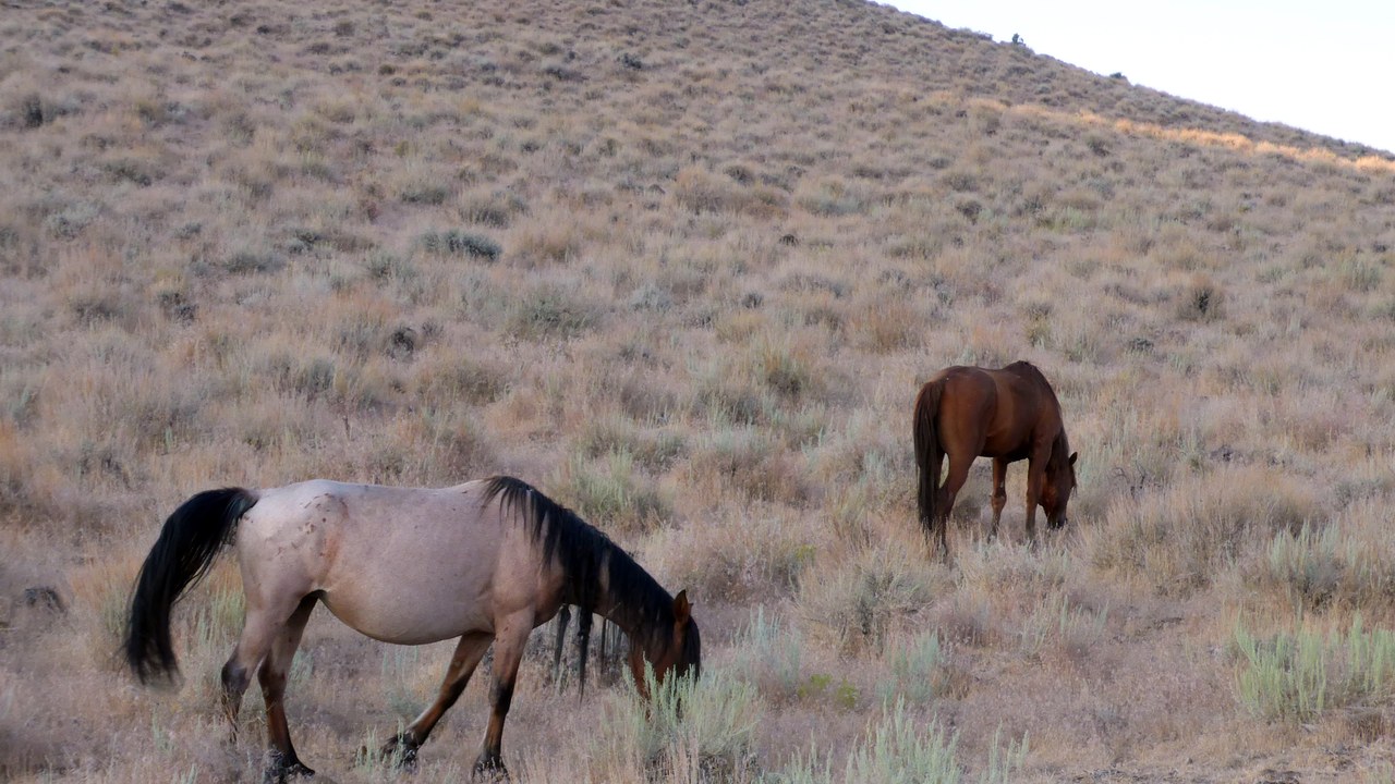 Mustang — Image Credit: Mitch Barrie from Reno, NV, USA - CC BY-SA 2.0/Wiki Commons