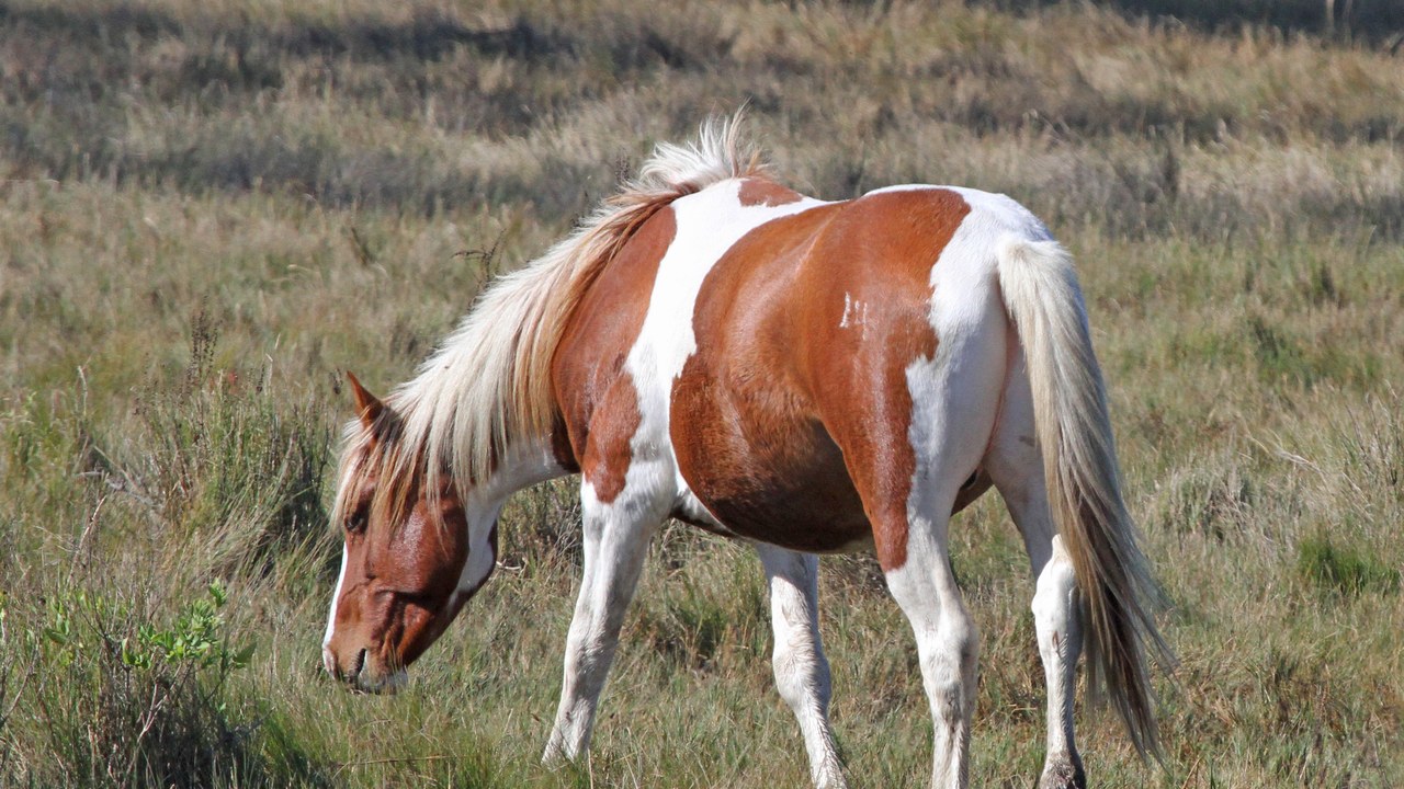 Chincoteague pony — Image Credit: Judy Gallagher - CC BY 2.0/Wiki Commons