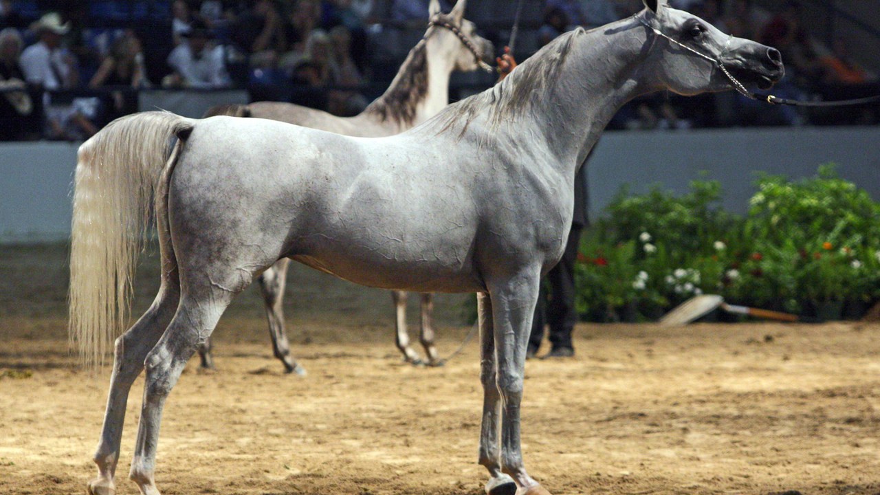 Arabian horse — Image Credit: Heather Moreton from Louisville, KY, USA - CC BY 2.0/Wiki Commons