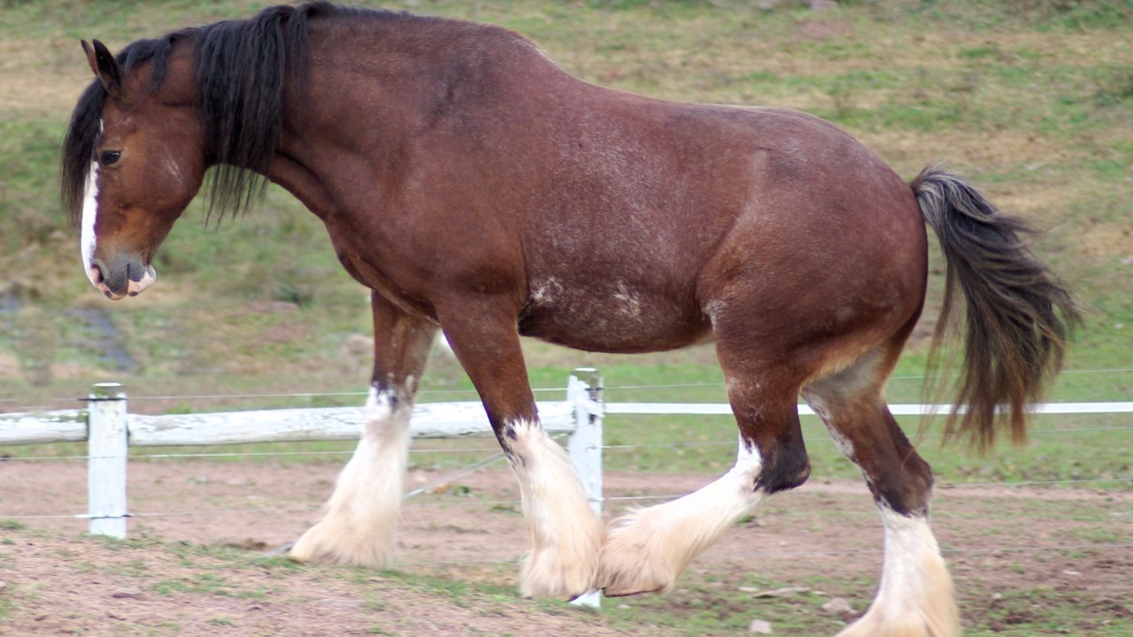 Clydesdale — Image Credit: Bonnie U. Gruenberg - CC BY-SA 3.0/Wiki Commons