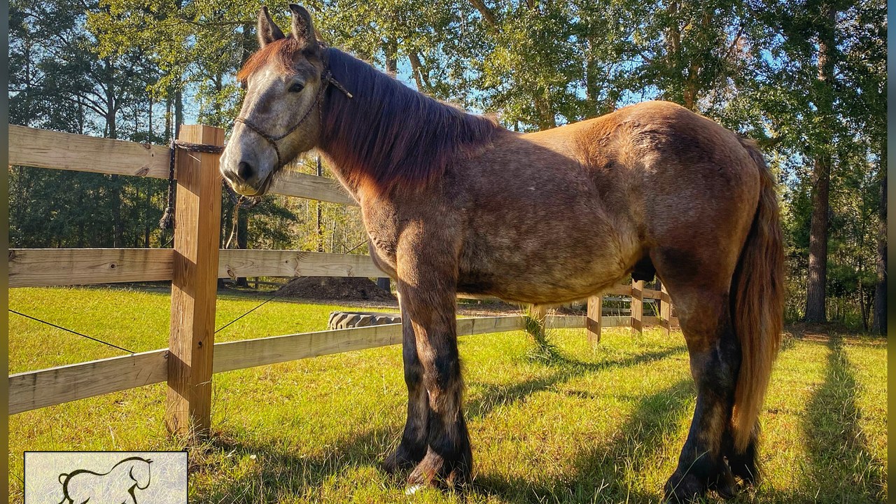 Belgian horse — Image Credit: Stacy L. Pearsall - CC BY-SA 4.0/Wiki Commons
