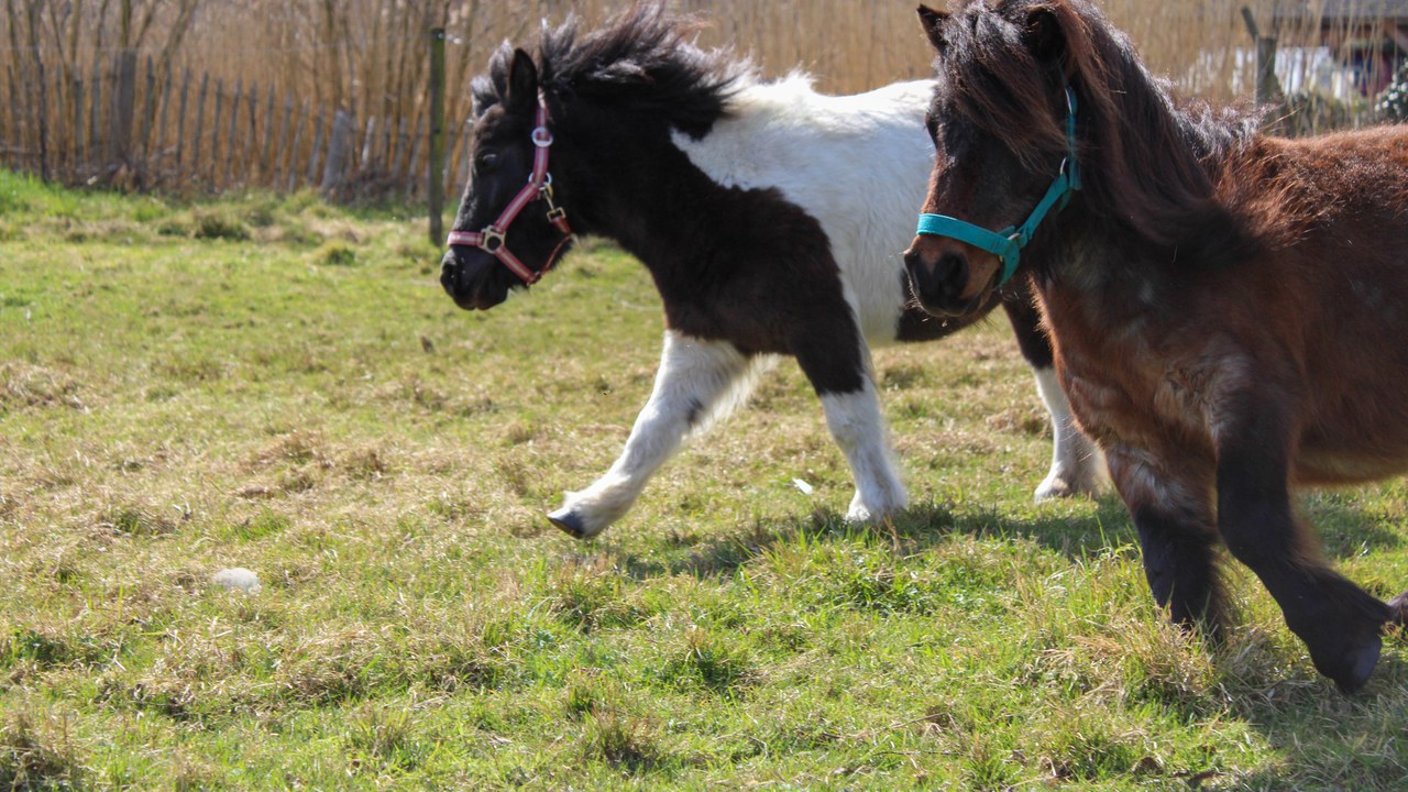 Shetland pony — Image Credit: ItsNyoty - CC BY 4.0/Wiki Commons