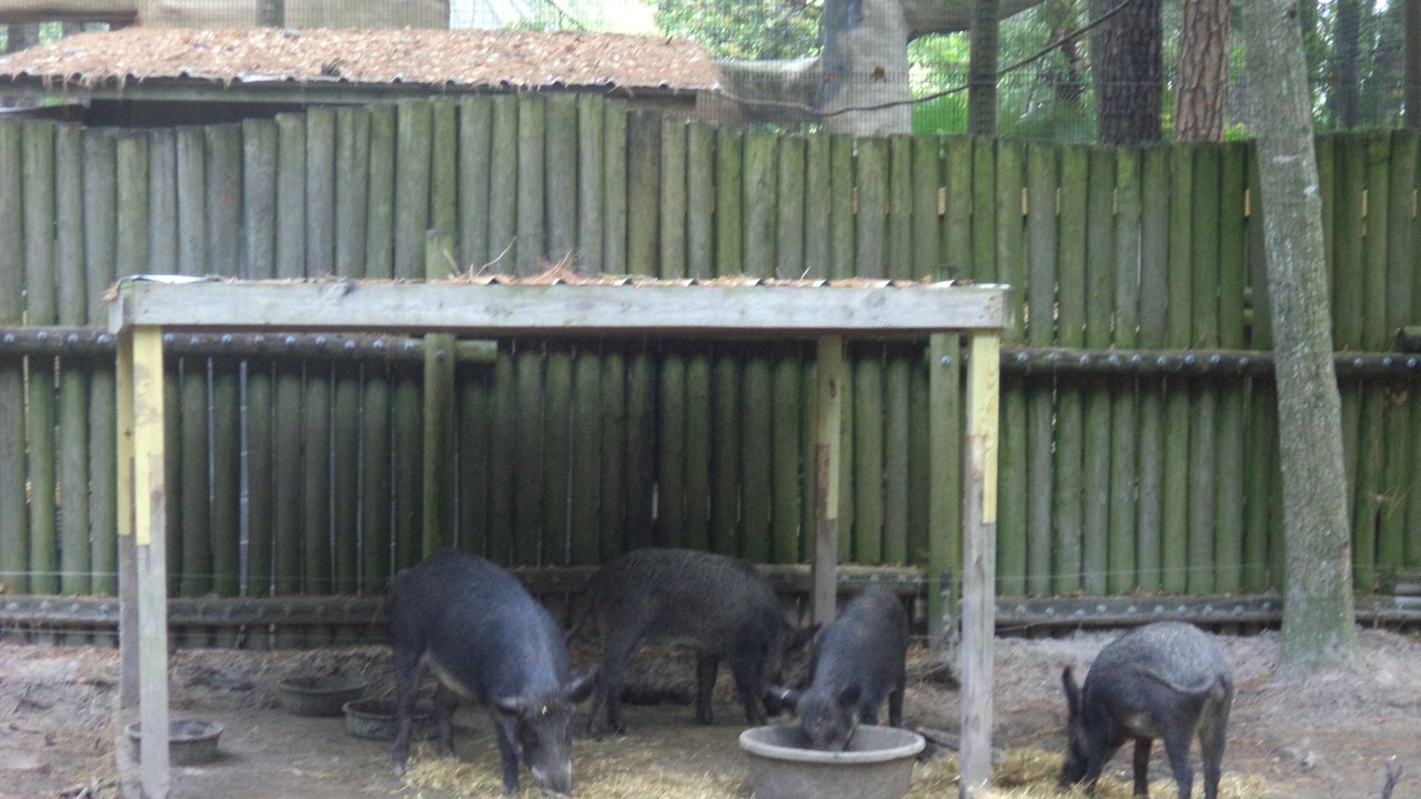 Feral swine — Image Credit: Michael Rivera - CC BY-SA 3.0/Wiki Commons