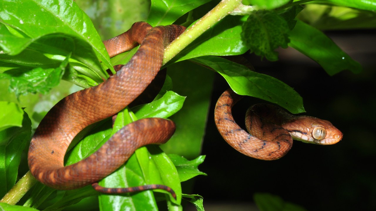 Brown tree snake — Image Credit: Pavel Kirillov from St.Petersburg, Russia - CC BY-SA 2.0/Wiki Commons