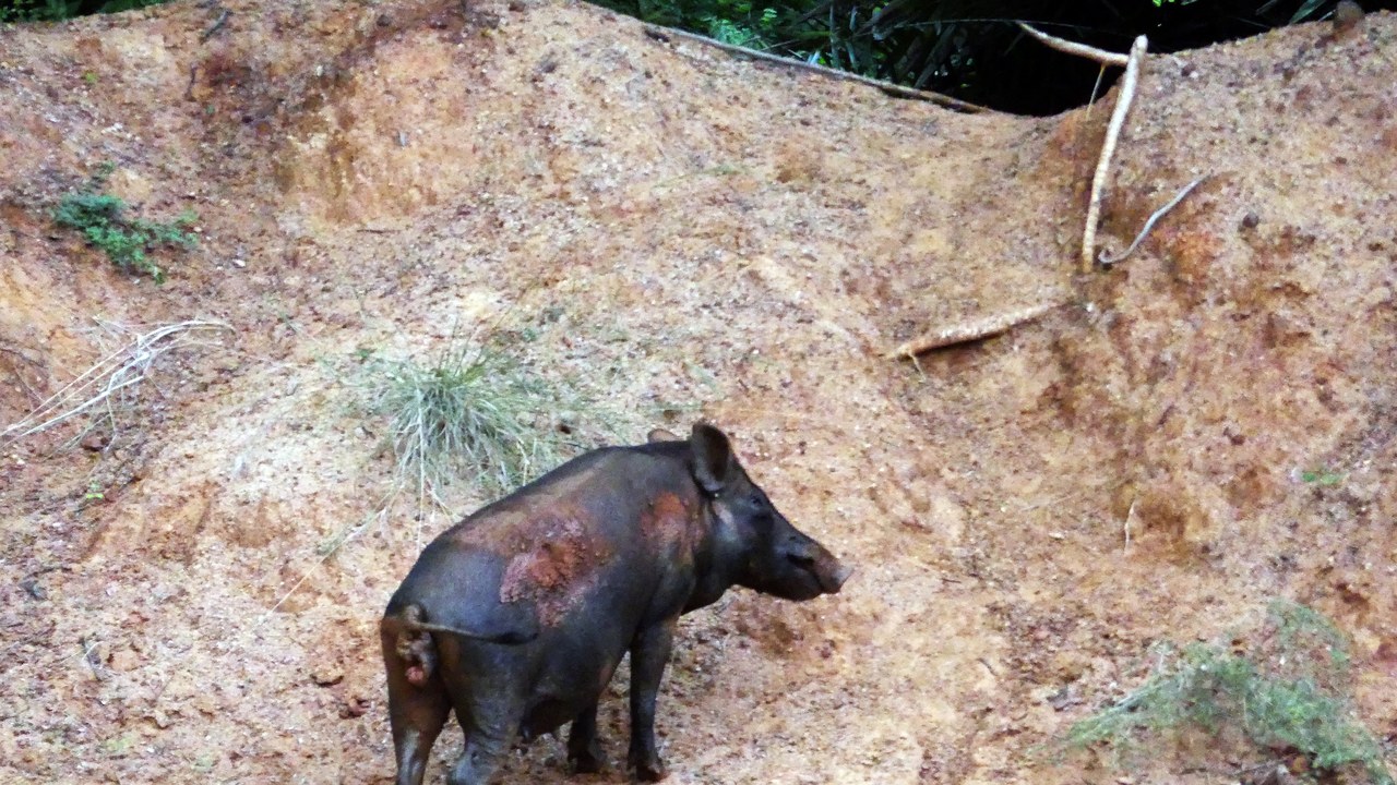 Feral hog — Image Credit: A. J. T. Johnsingh, WWF-India and NCF - CC BY-SA 4.0/Wiki Commons