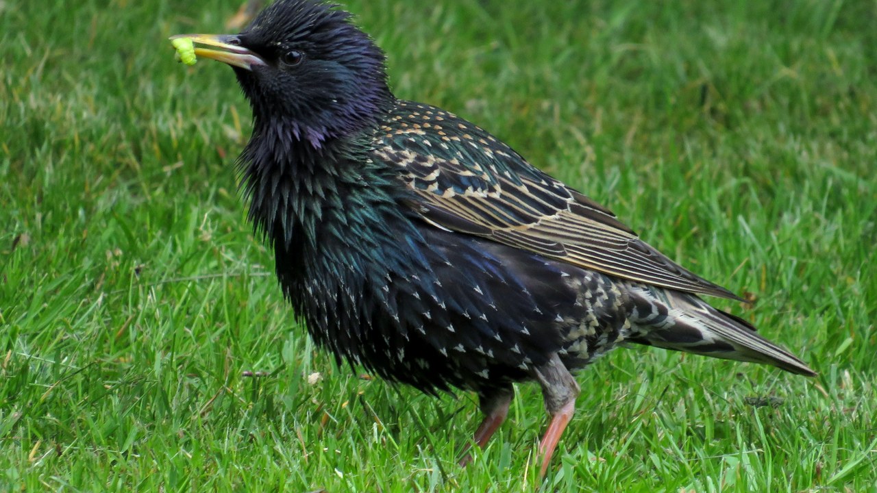 European starling — Image Credit: blondinrikard - CC BY 2.0/Wiki Commons