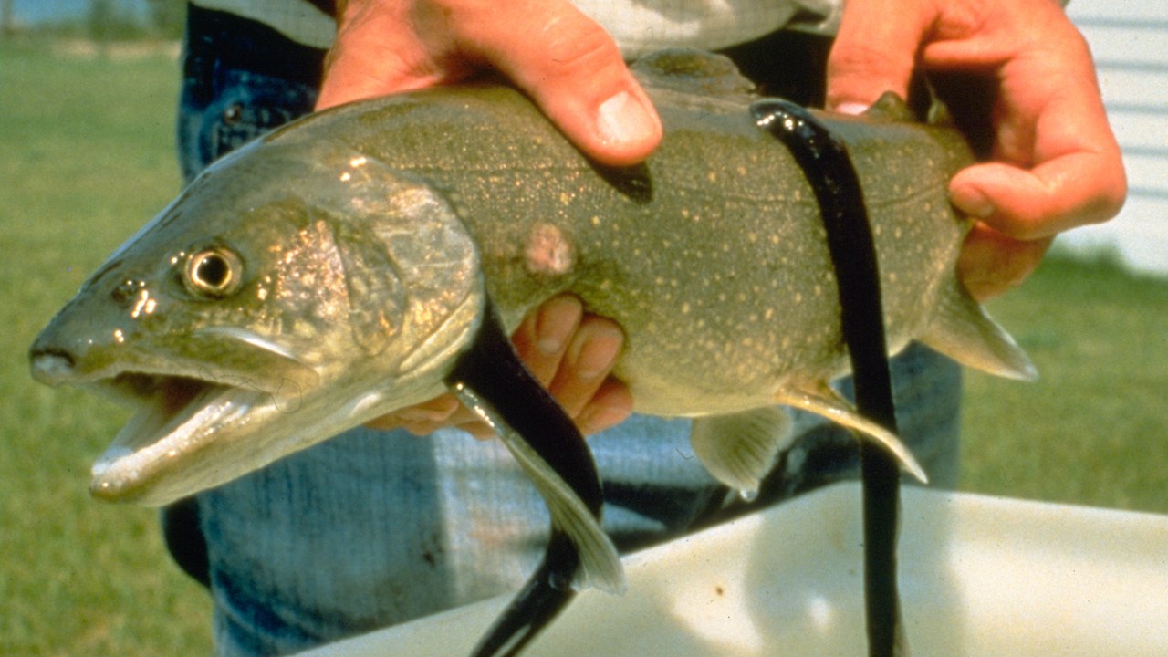 Sea lamprey — Image Credit: Great Lakes Fishery Commission - Public domain/Wiki Commons