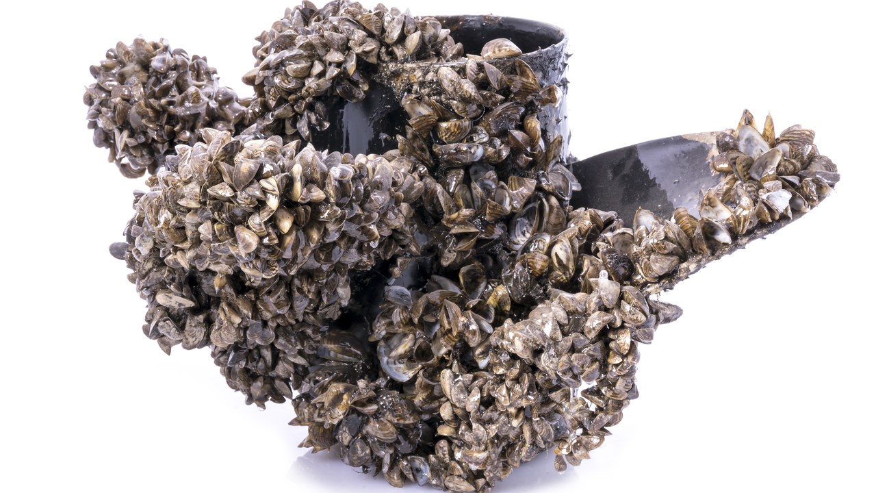 Zebra mussel — Image Credit: USFWS Mountain Prairie - Public domain/Wiki Commons