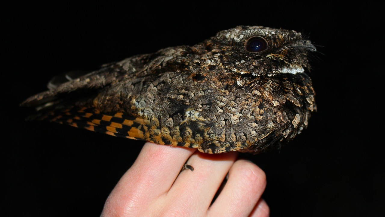 Common poorwill — Image Credit: Connor Long - CC BY-SA 4.0/Wiki Commons