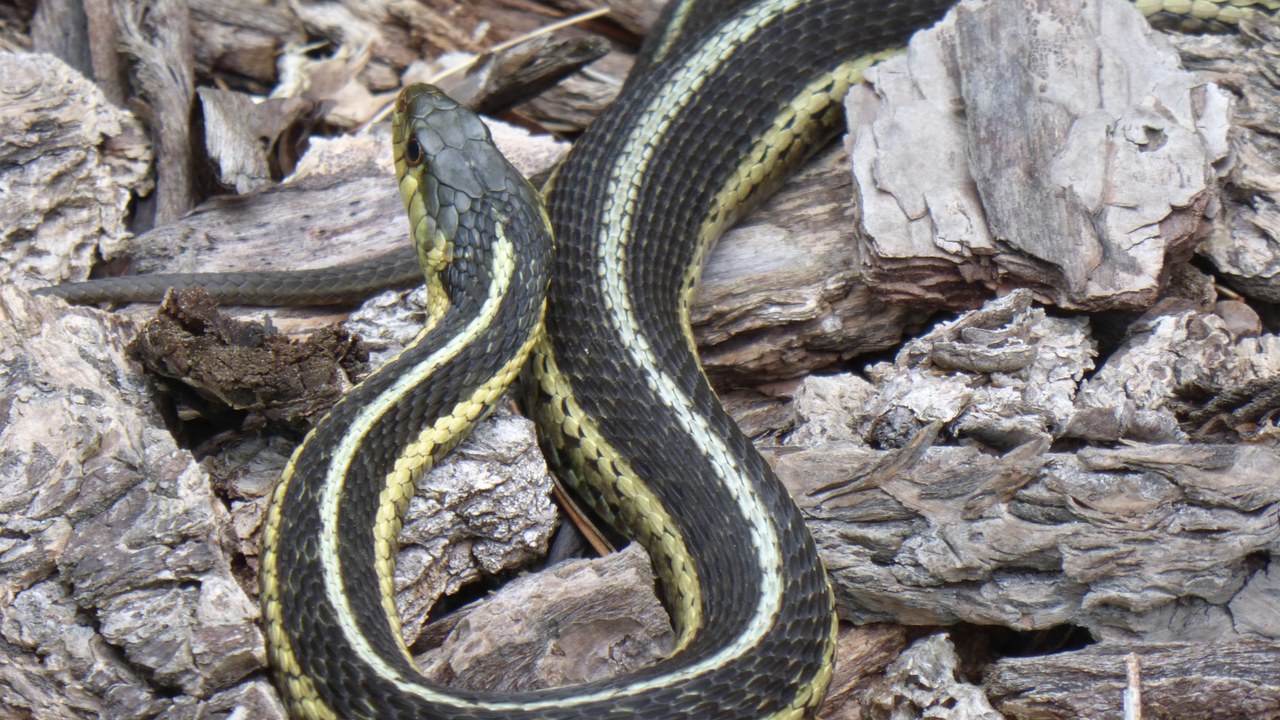 Garter snake — Image Credit: USFWSmidwest - Public domain/Wiki Commons