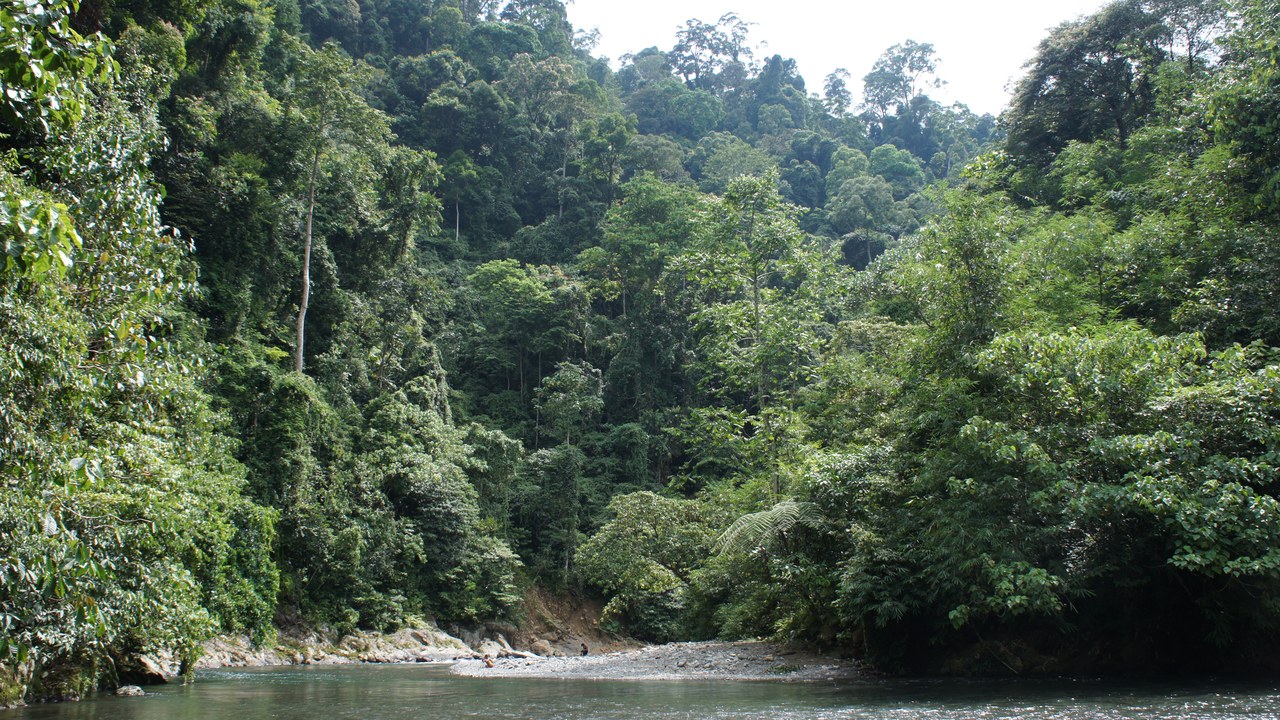 Tropical Rainforest Heritage of Sumatra — Image Credit: Dennis Keller - CC BY 2.0/Wiki Commons