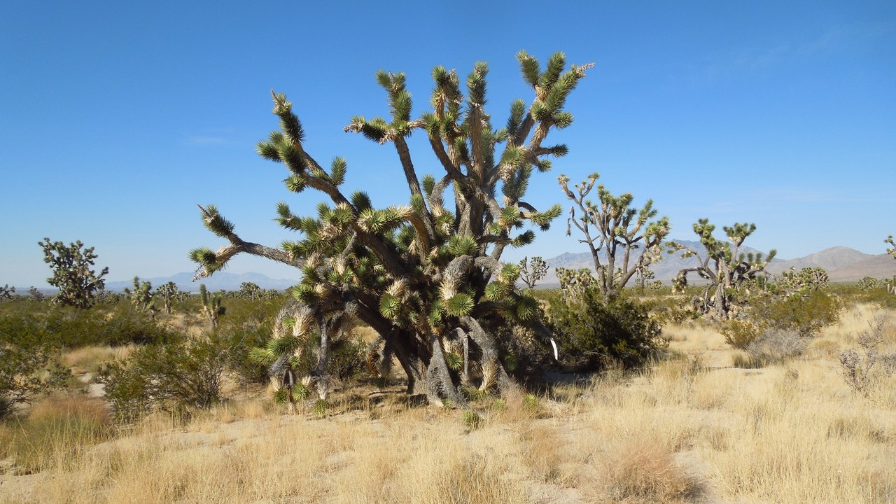 Mojave National Preserve — Image Credit: InyoCima - CC BY-SA 3.0/Wiki Commons