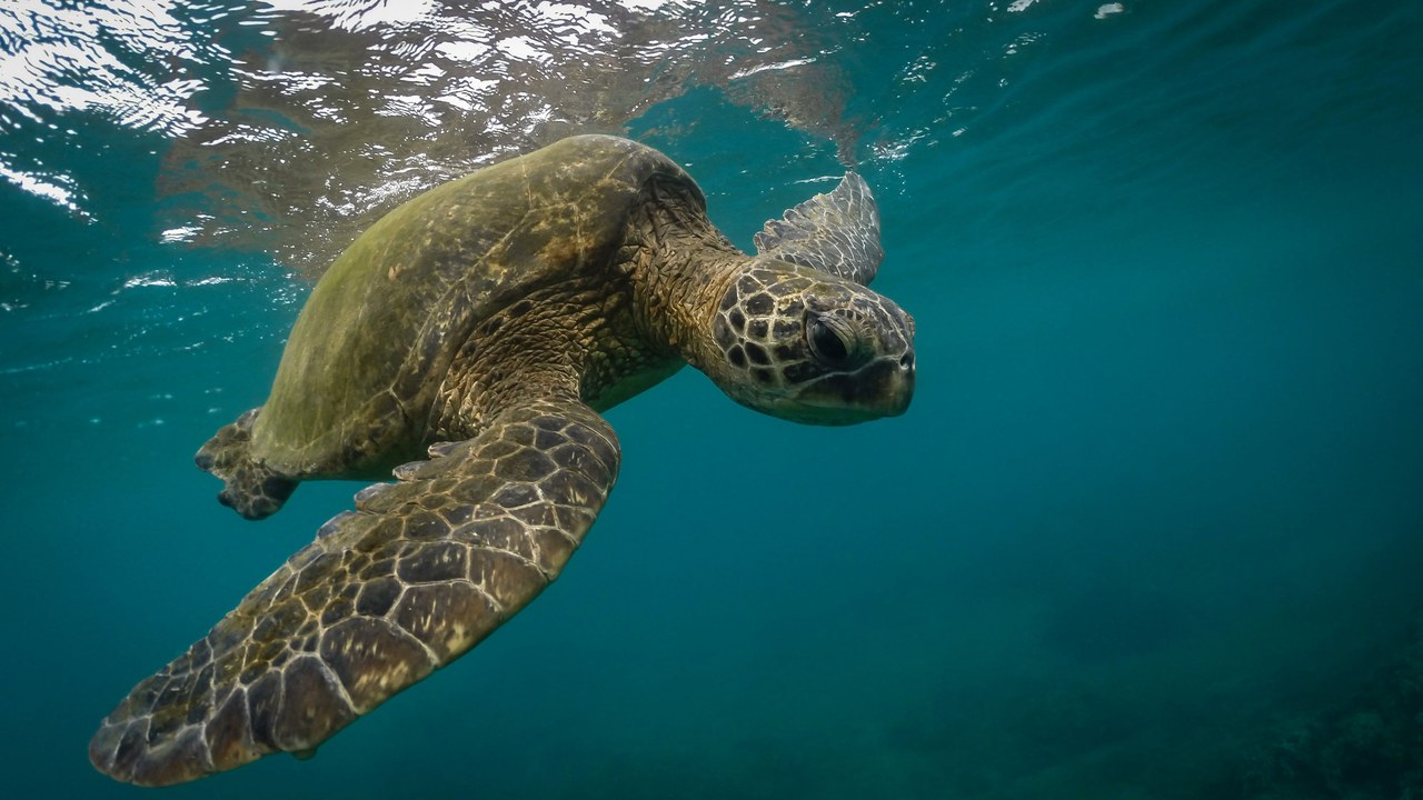 Green sea turtle — Image Credit: Stephen Leonardi/Pexels