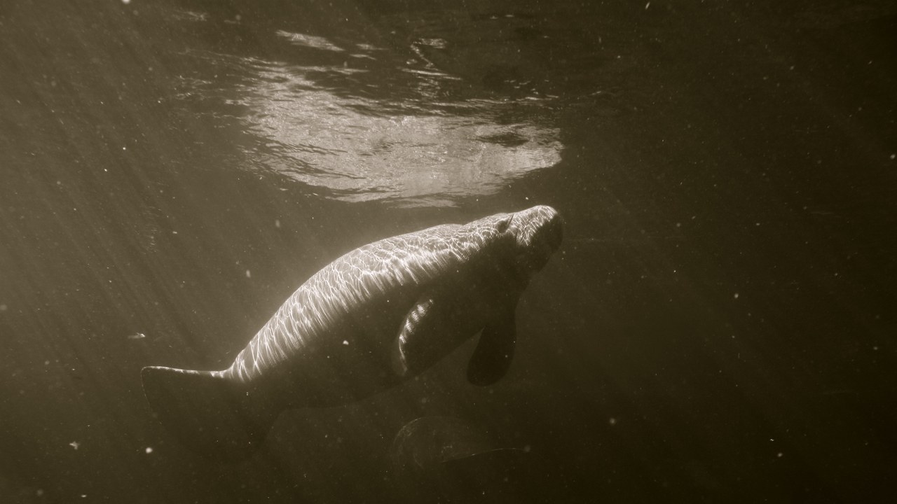 Florida manatee — Image Credit: Marcus Quigmire from Florida, USA - CC BY-SA 2.0/Wiki Commons