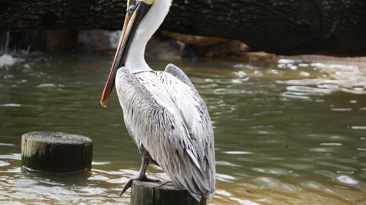 Brown pelican — Image Credit: Wknight94 - CC BY-SA 3.0/Wiki Commons