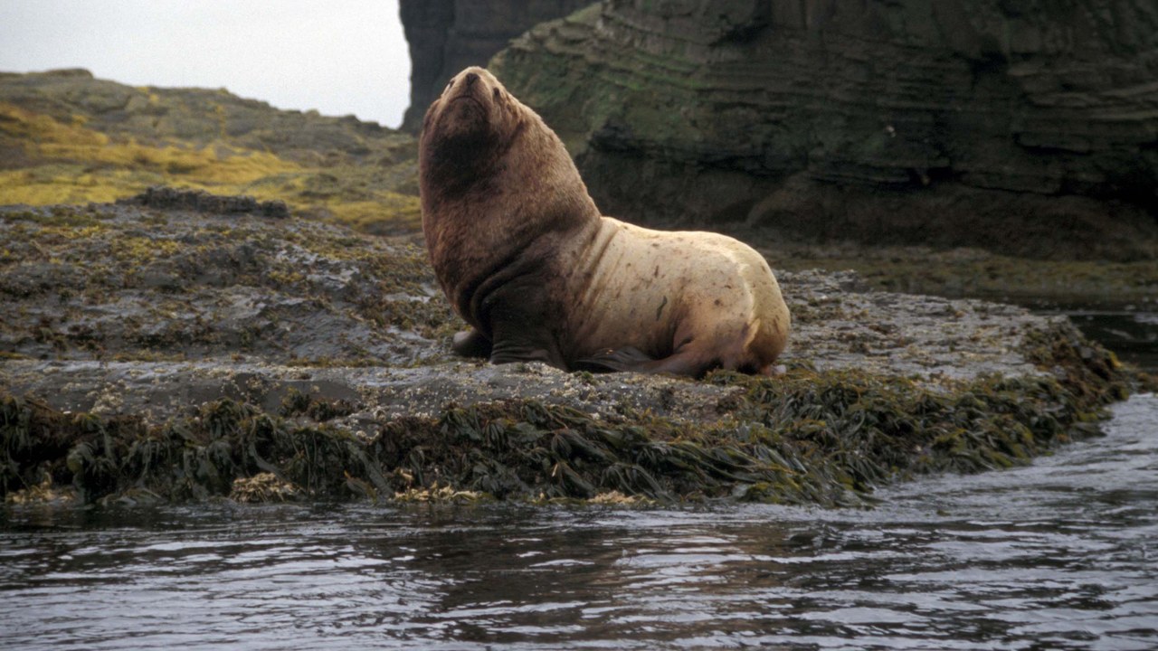 Steller sea lion — Image Credit: Morkill, Anne - Public domain/Wiki Commons