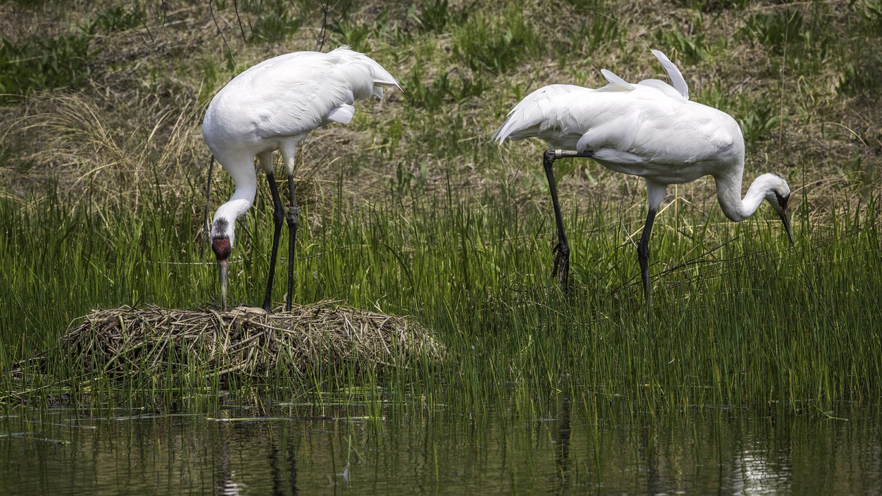 Whooping crane — Image Credit: Rondiel - CC BY-SA 3.0/Wiki Commons
