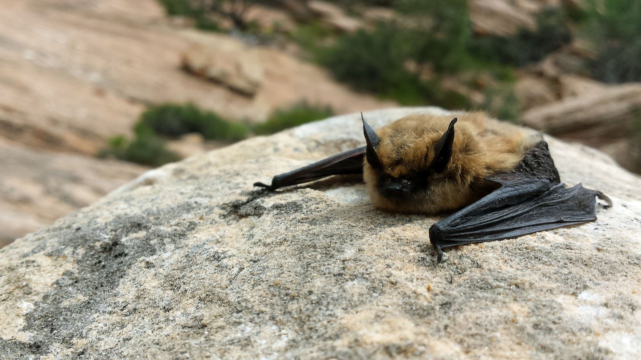 Big brown bat — Image Credit: BLMUtah - Public domain/Wiki Commons