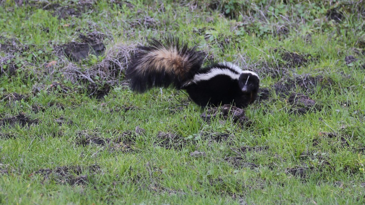 Striped skunk — Image Credit: Dcrjsr - CC BY 4.0/Wiki Commons