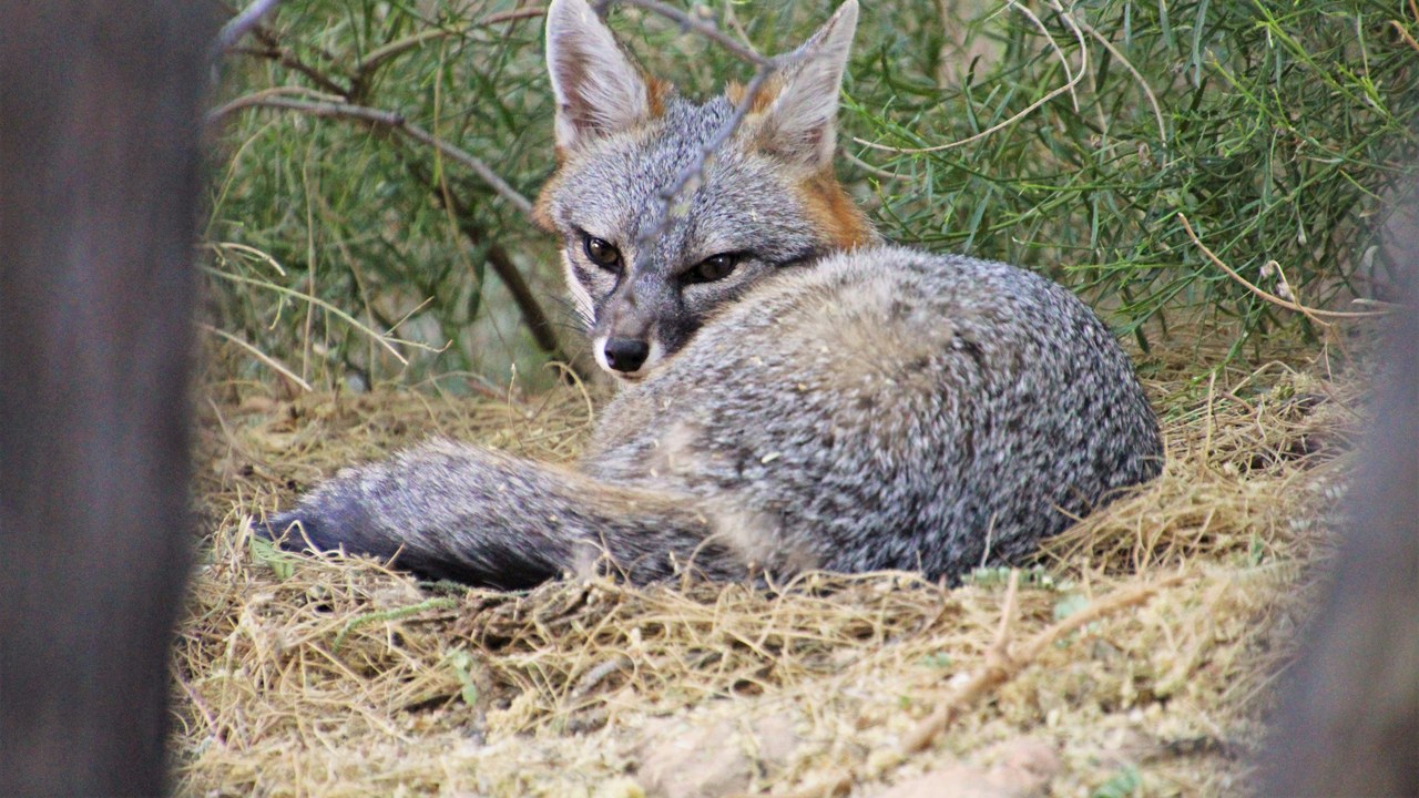 Gray fox — Image Credit: Renee Grayson from Las Vegas, USA - CC BY 2.0/Wiki Commons