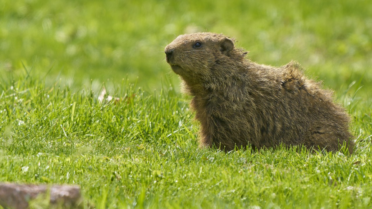 Groundhog — Image Credit: Paul Danese - CC BY-SA 4.0/Wiki Commons