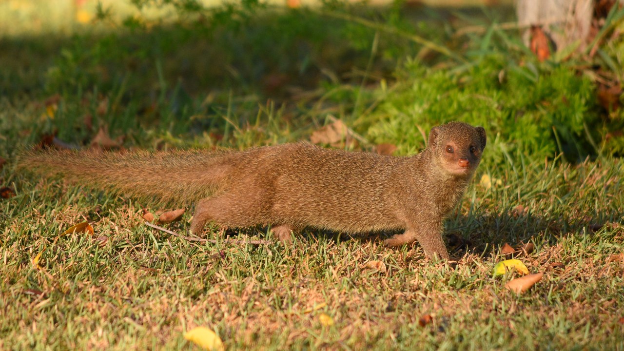 Small Indian mongoose — Image Credit: Amaury Laporte - CC BY 2.0/Wiki Commons