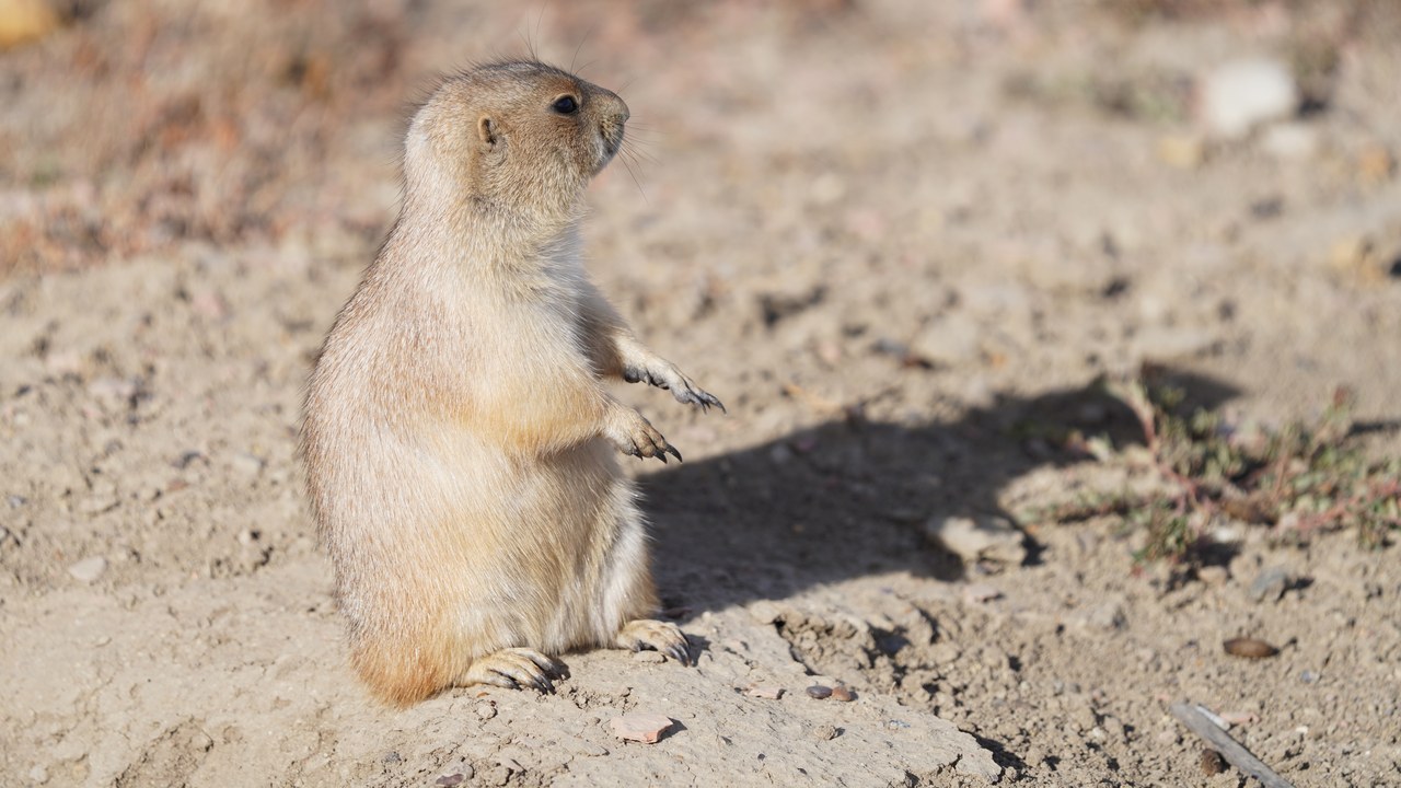 Black-tailed prairie dog — Image Credit: U.S. Fish and Wildlife Service - Midwest Region - Public domain/Wiki Commons