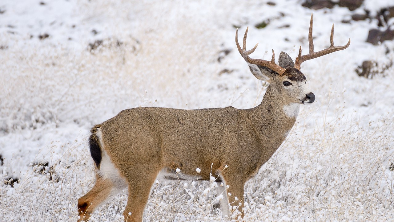 Mule deer — Image Credit: Marshal Hedin from San Diego - CC BY-SA 2.0/Wiki Commons