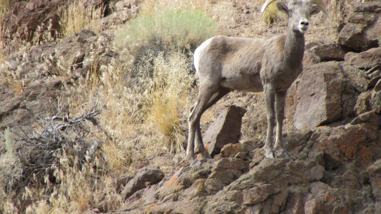 Bighorn sheep — Image Credit: blmcalifornia - Public domain/Wiki Commons