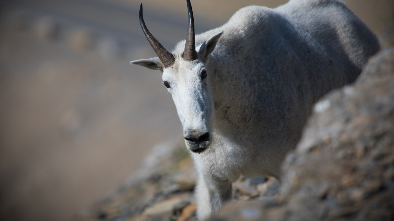 Mountain goat — Image Credit: GlacierNPS - Public domain/Wiki Commons