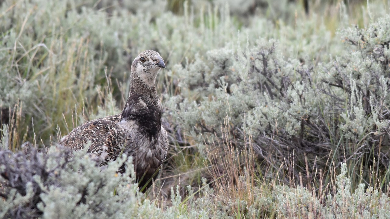 Greater sage-grouse — Image Credit: USFWS Mountain Prairie - Public domain/Wiki Commons