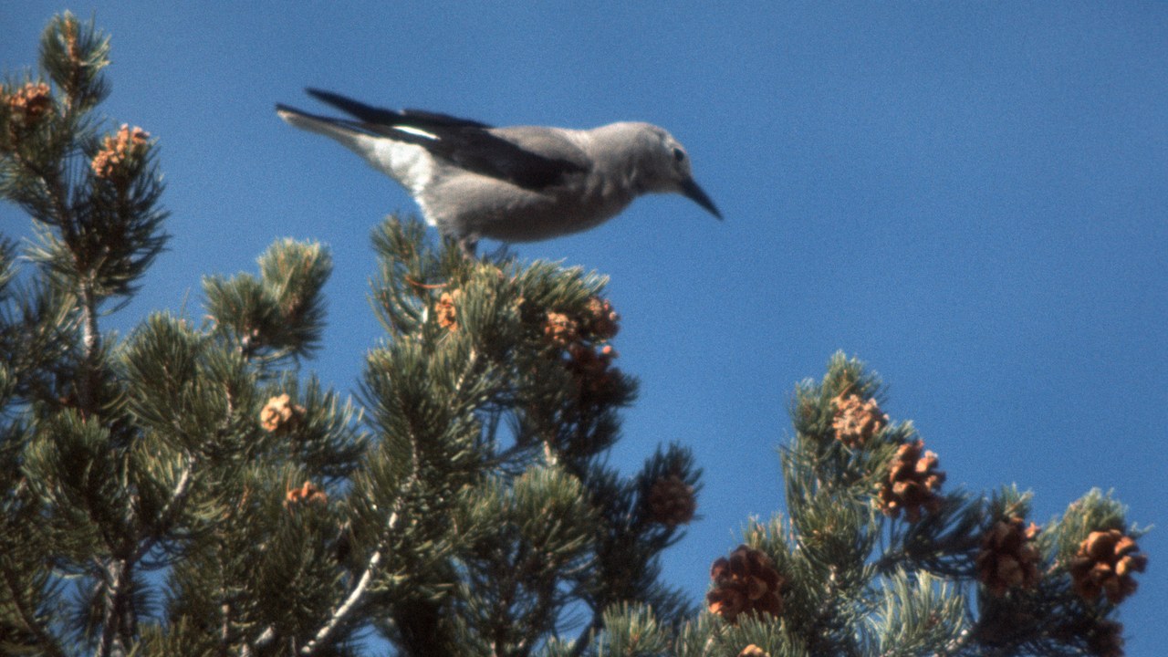 Clark's nutcracker — Image Credit: Park staff - Public domain/Wiki Commons