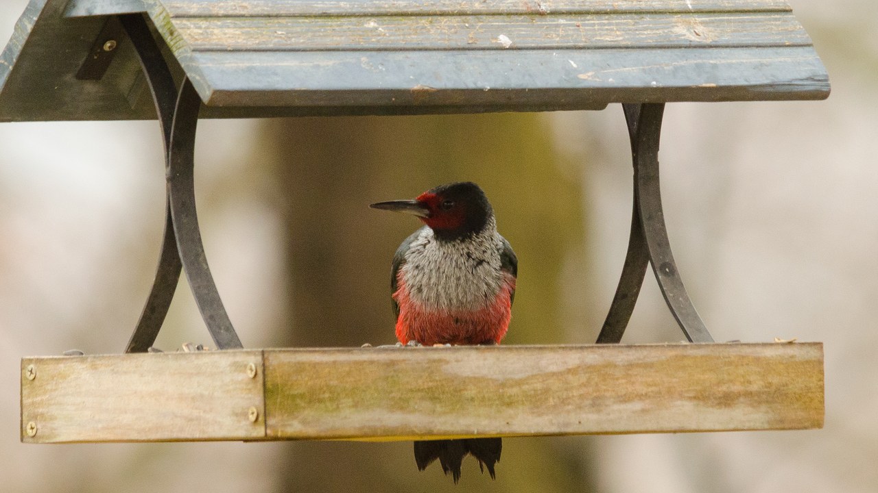 Lewis's woodpecker — Image Credit: wackybadger - CC BY-SA 2.0/Wiki Commons