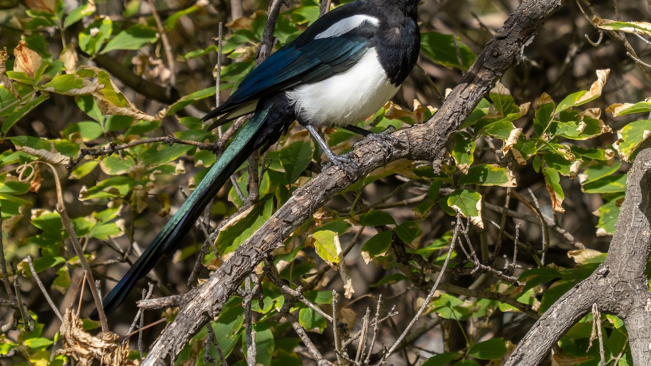 Black-billed magpie — Image Credit: Rhododendrites - CC BY-SA 4.0/Wiki Commons
