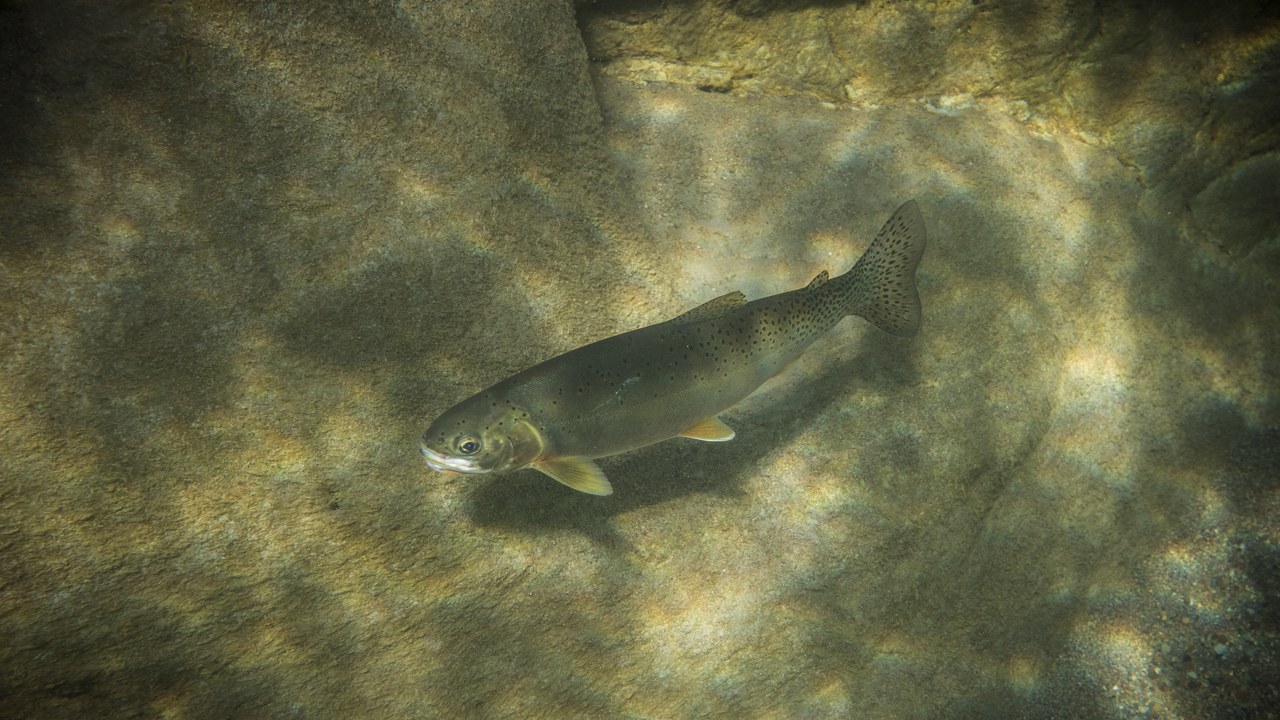 Westslope cutthroat trout — Image Credit: Forest Service Northern Region from Missoula, MT, USA - Public domain/Wiki Commons