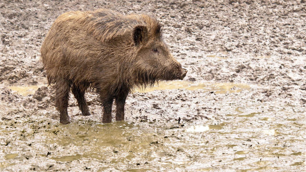 Wild hog — Image Credit: Michael Gäbler - CC BY 3.0/Wiki Commons