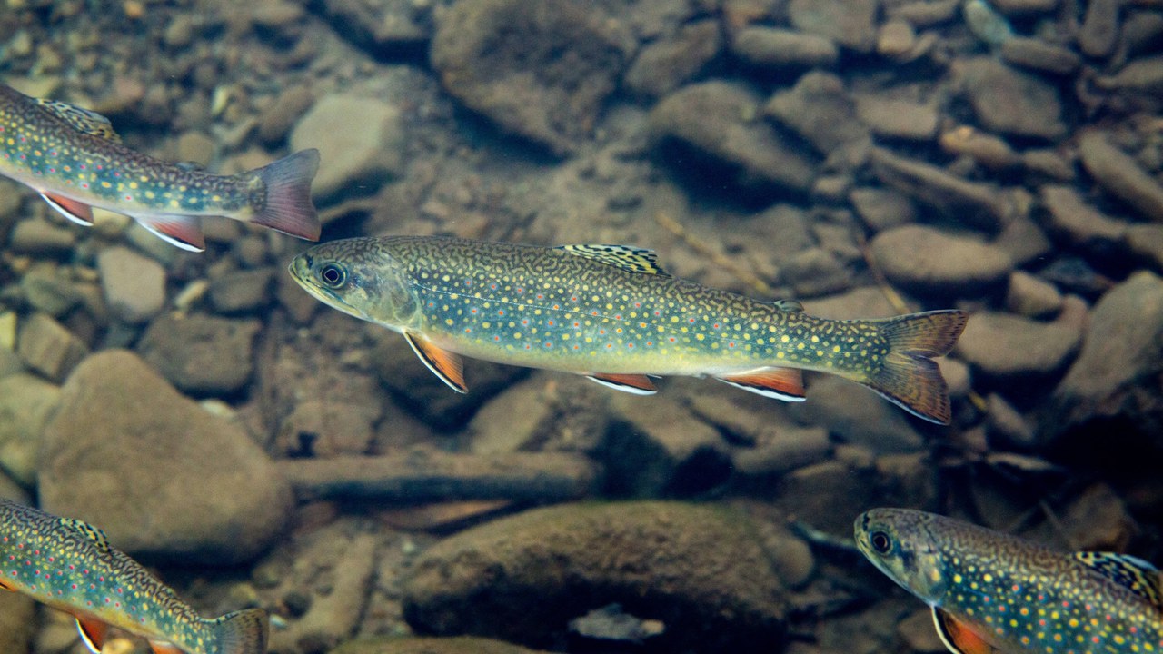 Brook trout — Image Credit: United States Fish and Wildlife Services - Public domain/Wiki Commons