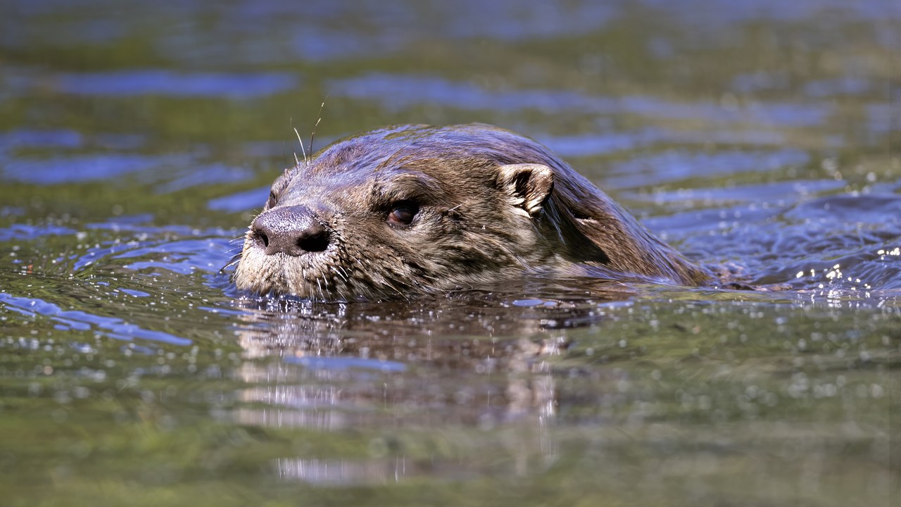 North American river otter — Image Credit: Chuck Homler d/b/a Focus On Wildlife - CC BY-SA 4.0/Wiki Commons