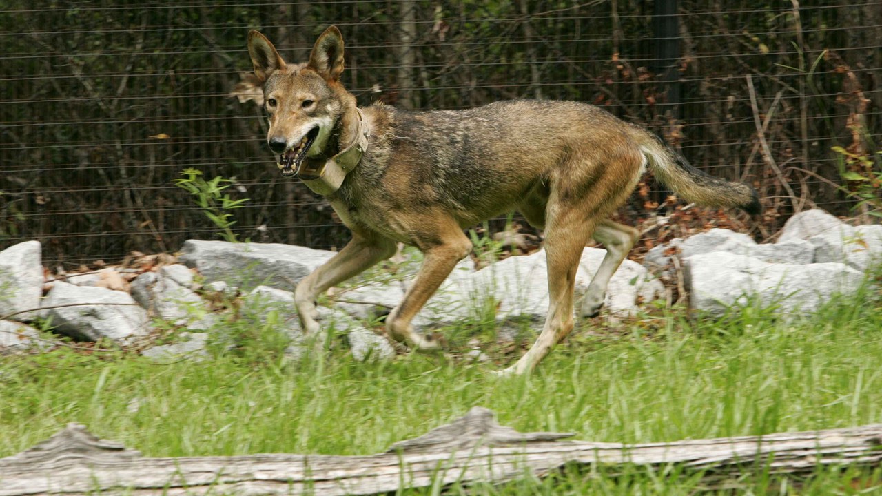 Red wolf — Image Credit: Hillebrand Steve, U.S. Fish and Wildlife Service - Public domain/Wiki Commons